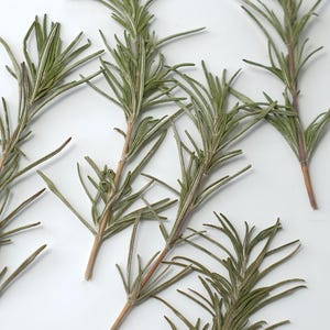 May include: A collection of dried rosemary sprigs, arranged on a white background. The sprigs are green and have a slightly brown hue.