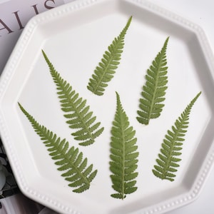 Puede incluir: Seis hojas de helecho verdes dispuestas sobre un plato blanco octogonal. Las hojas tienen una apariencia detallada y texturizada con un color verde vibrante. El plato tiene un borde elevado y una estética minimalista.