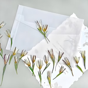 12-Piece Pressed Mini Lily