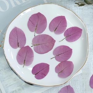 12-Piece Dried Pressed Bougainvillea Bracts | Real Dried Bougainvillea “Petals” for Resin, Scrapbooking & Botan