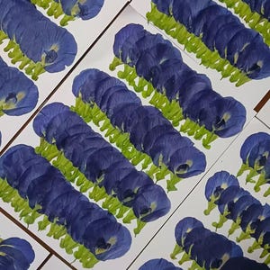 May include: Arrangement of blue butterfly pea flowers with green stems on white paper. The flowers are arranged in rows, creating a pattern. The image is taken from a top-down perspective, showcasing the floral design.