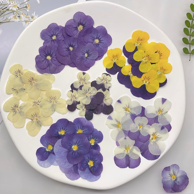 May include: Assortment of pressed purple, yellow, and white pansies. The pansies are arranged in groups on a white plate.