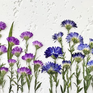 12 piezas de flores de aster prensadas secas / flores del mes de septiembre