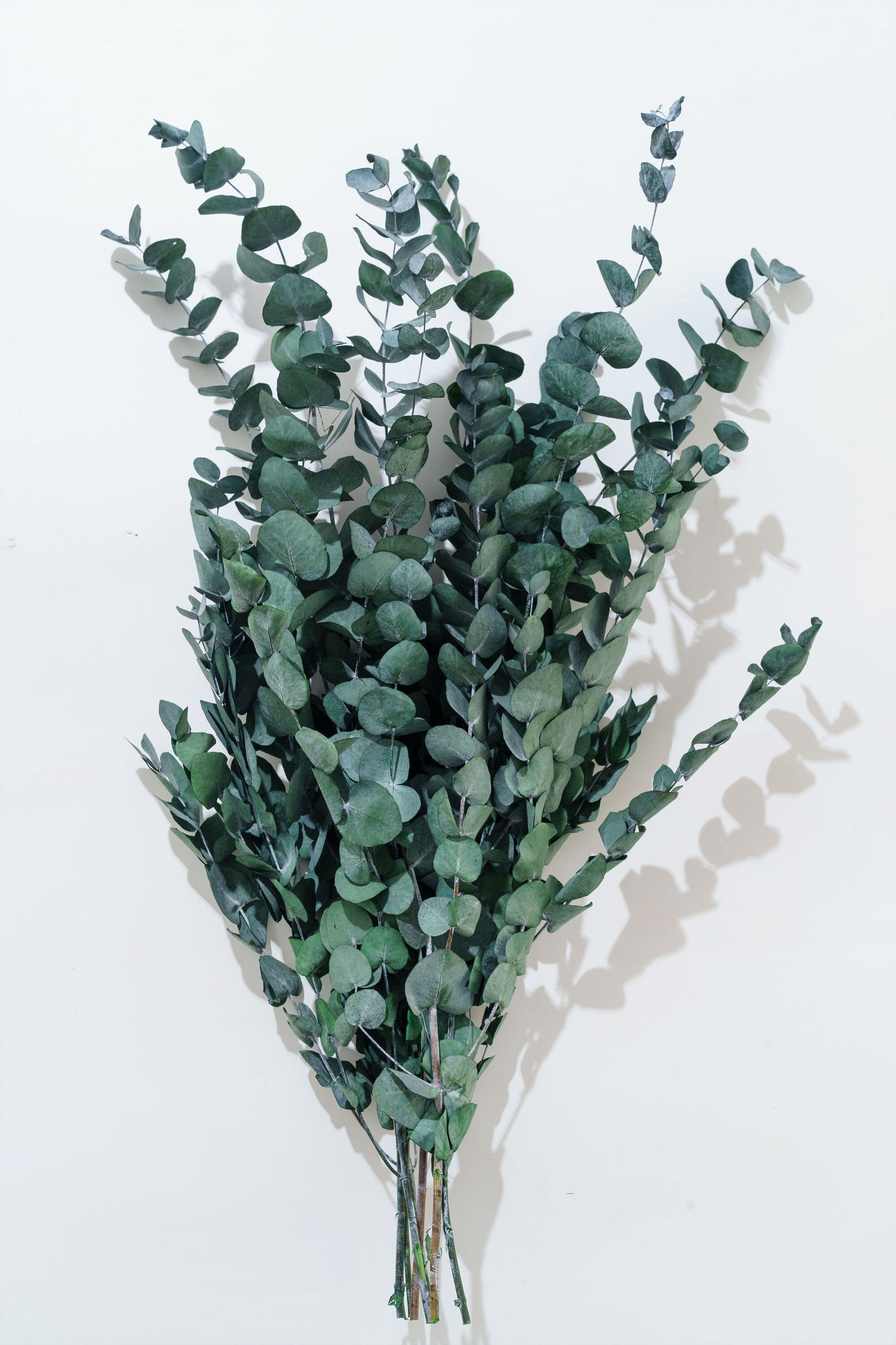 Spiral Eucalyptus Tossing Petals