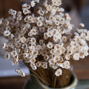 Dried Star Flowers, Natural Star Flower , Tiny Mini White Daisy, BOHO Decor image 1