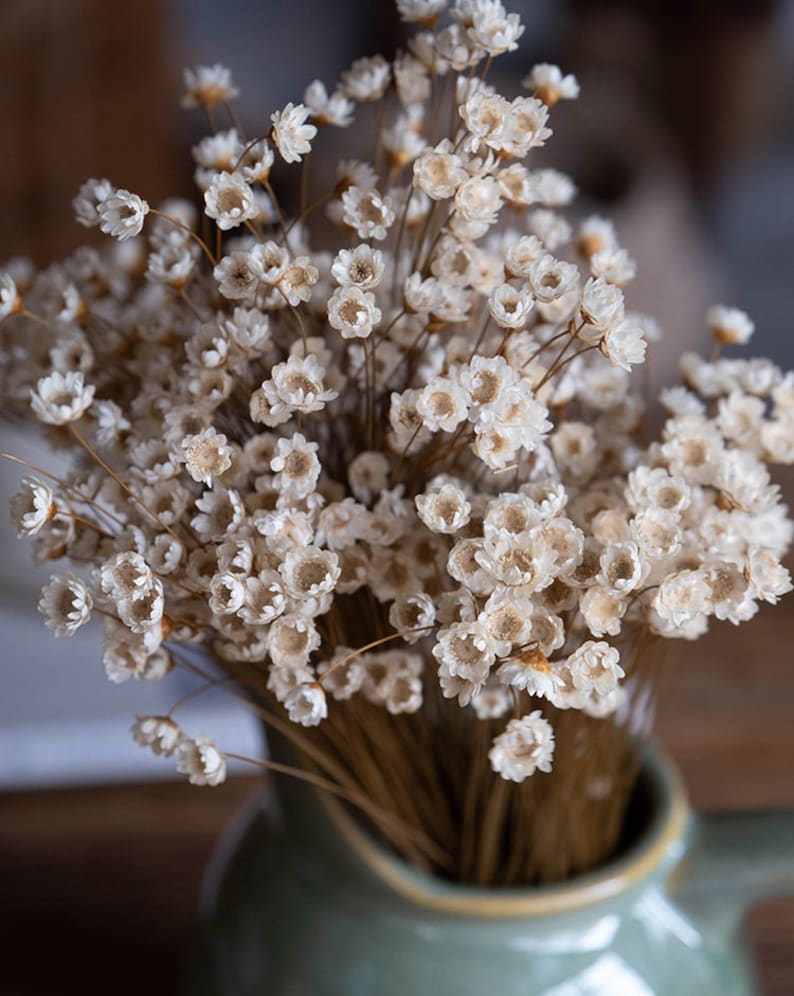 Dried Star Flowers, Natural Star Flower , Tiny Mini White Daisy, BOHO Decor image 1