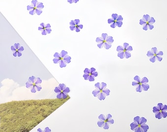 May include: A white background with purple flowers scattered across the surface. The flowers are all the same shape and size, with five petals each. The flowers are arranged in a random pattern, with some overlapping each other.