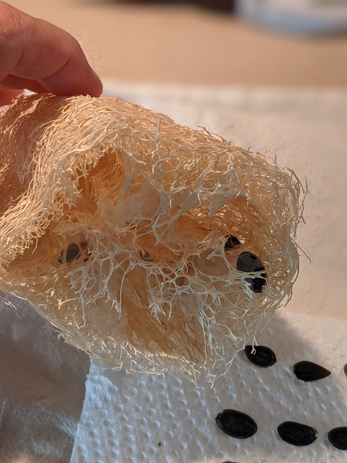 15 Loofah Seeds Free Shipping Organic Heirloom Luffa Etsy