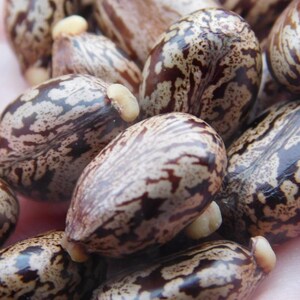 May include: Close-up of a group of brown and white patterned seeds. The seeds have a mottled appearance and are arranged in a pile.