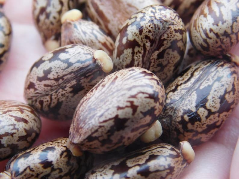 May include: Close-up of a group of brown and white patterned seeds. The seeds have a mottled appearance and are arranged in a pile.