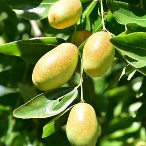 May include: Close-up of a branch of a tree with several light green and yellow jujubes, a type of fruit, growing on it.
