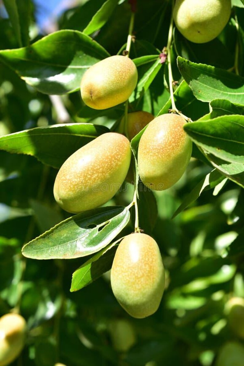 May include: Close-up of a branch of a tree with several light green and yellow jujubes, a type of fruit, growing on it.