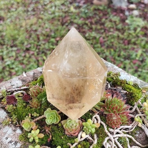May include: A clear, light brown crystal point with a faceted shape, resting on a bed of moss and succulents. The crystal is surrounded by small, green plants and brown roots.
