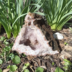 Puede incluir: Una gran geoda de amatista rosa con un exterior marrón rugoso. La geoda está parcialmente abierta, revelando los cristales rosados brillantes en el interior. La geoda está sentada sobre un lecho de mantillo marrón y hojas verdes.