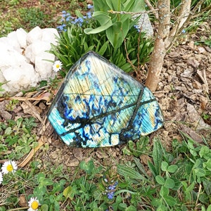 Peut inclure: Un grand cristal de labradorite bleu et vert iridescent avec une surface brute et naturelle. Le cristal est posé sur un lit d'herbe verte et de terre brune.