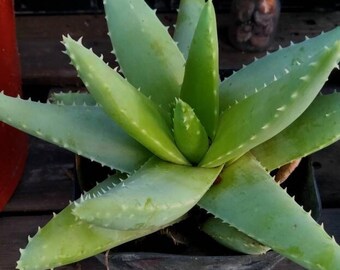 Aloe Bellatula, Cactus, Succulent, Exotic Life Plant, Rock Garden - Etsy