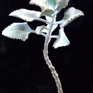 Kalanchoe Beharensis 'Fang' Felt Plant, Stalactite Plant, Madagascar Origin, Plant for Mediterranean or Rock Garden. USDA Zone 10 image 1