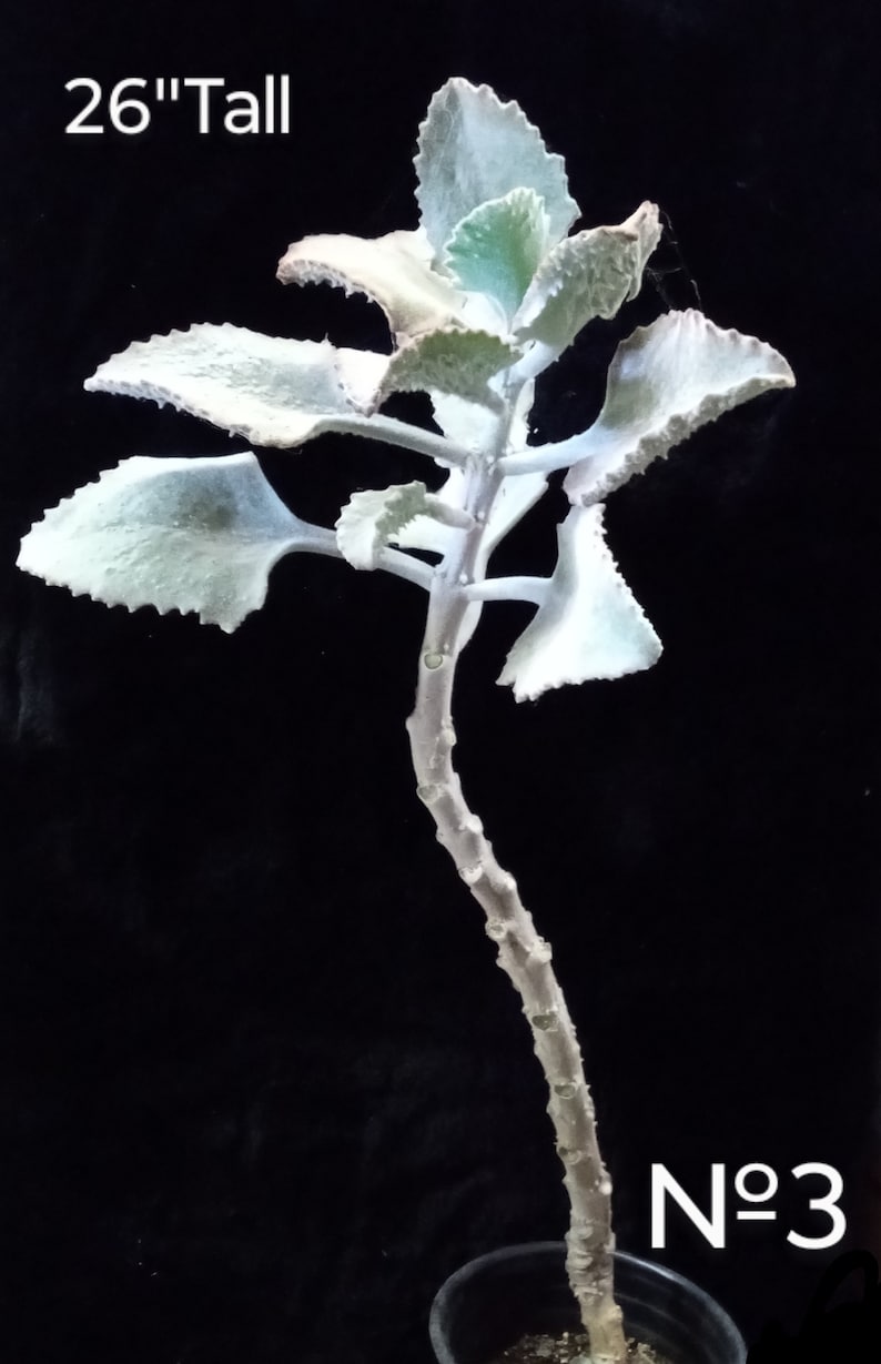 Kalanchoe Beharensis 'Fang' Felt Plant, Stalactite Plant, Madagascar Origin, Plant for Mediterranean or Rock Garden. USDA Zone 10 image 1