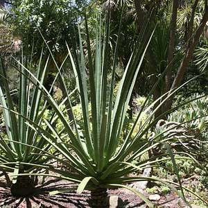 XL Furcraea Macdougallii, Tree Furcraea, MacDougall's Century, Largest Agave, Hardy to 20F image 3