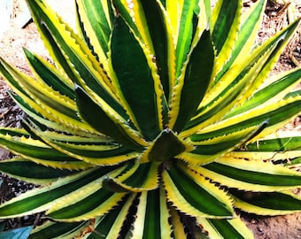 Agave Lophantha Quadricolor, Univittata, Goshiki Bandai, Filamentosa, dramatic white border. Zone 8.