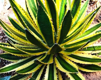 Agave Lophantha Quadricolor, Goshiki Bandai, Filamentosa, yellow center edged in green, pale green margin & a dramatic white border. Zone 8.