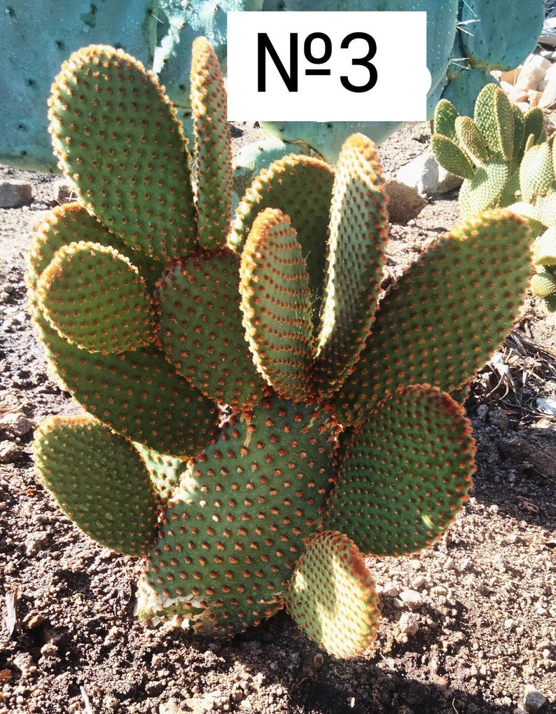 Opuntia Microdasys Rufida, Angel Wings, Bunny Ear Cactus Plant , in a Cement Pot. Zone 9 12 image 3