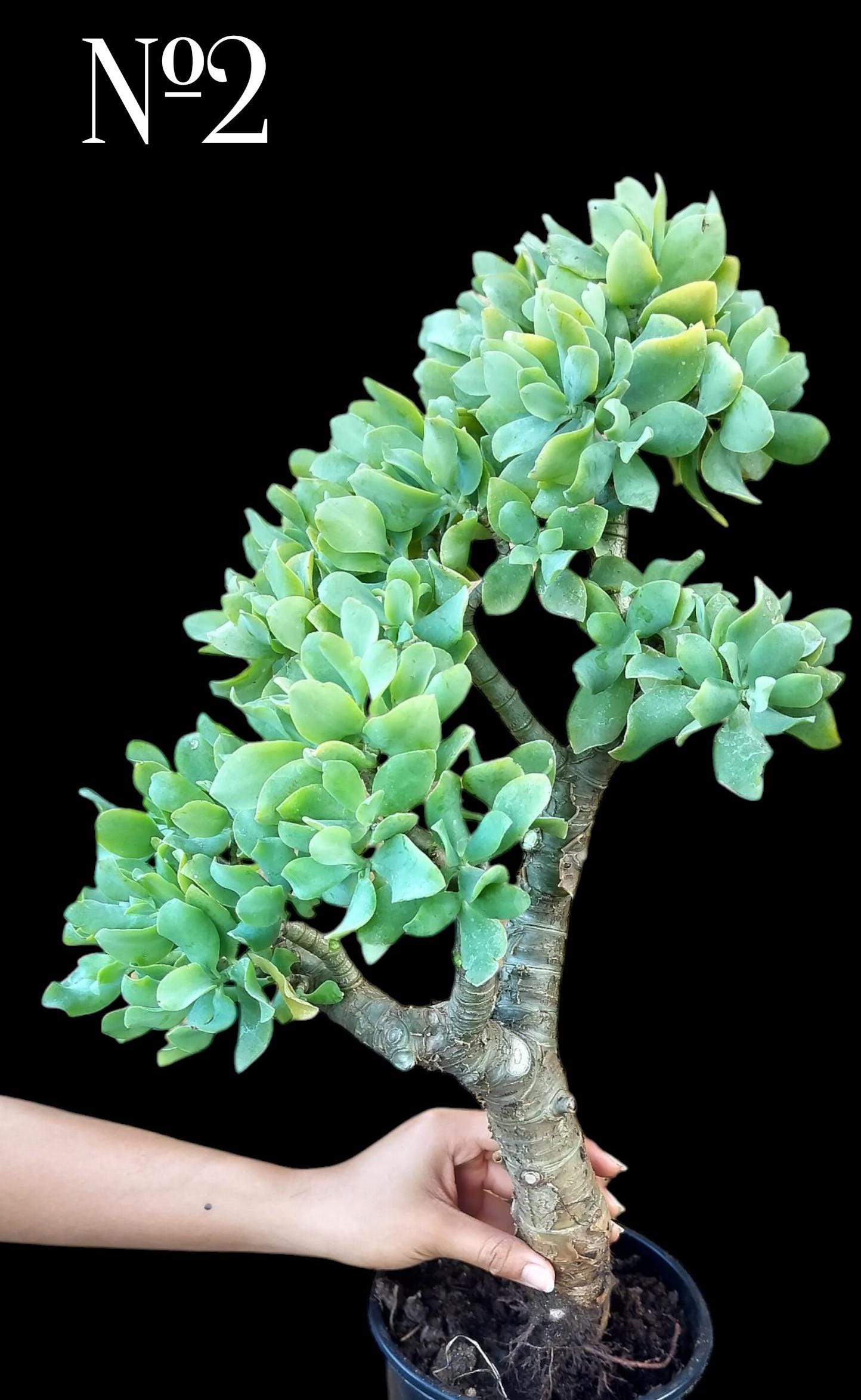 XL Crassula Arborescens Ssp. Undulatifolia, Ripple Jade, Curly