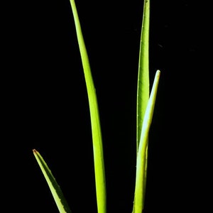 XL Furcraea Macdougallii, Tree Furcraea, MacDougall's Century, Largest Agave, Hardy to 20F image 2