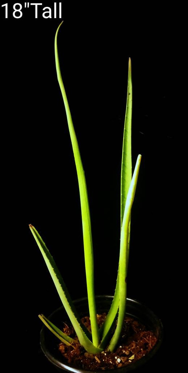 XL Furcraea Macdougallii, Tree Furcraea, MacDougall's Century, Largest Agave, Hardy to 20F image 2