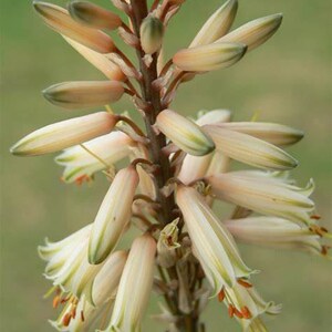Aloe Vera Fairy - Etsy