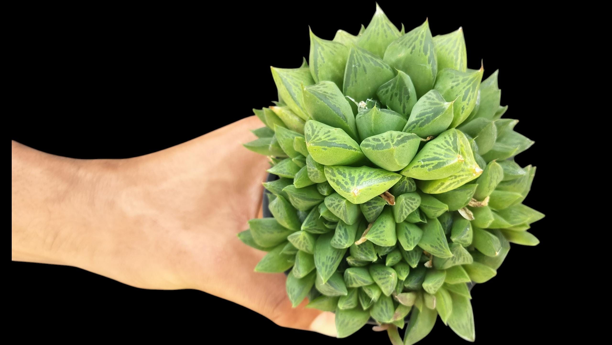 Haworthia Cymbiformis Cathedral Window, Boat-formed Haworthia
