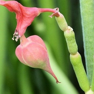 Candelilla, Tall slipper plant, Slipper Spurge Plant, Pedilanthus Macrocarpus. Unusual Succulent grows up to 10 Tall . Hardy to 20F. image 5