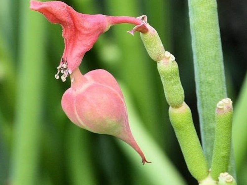 Candelilla, Tall slipper plant, Slipper Spurge Plant, Pedilanthus Macrocarpus. Unusual Succulent grows up to 10 Tall . Hardy to 20F. image 5
