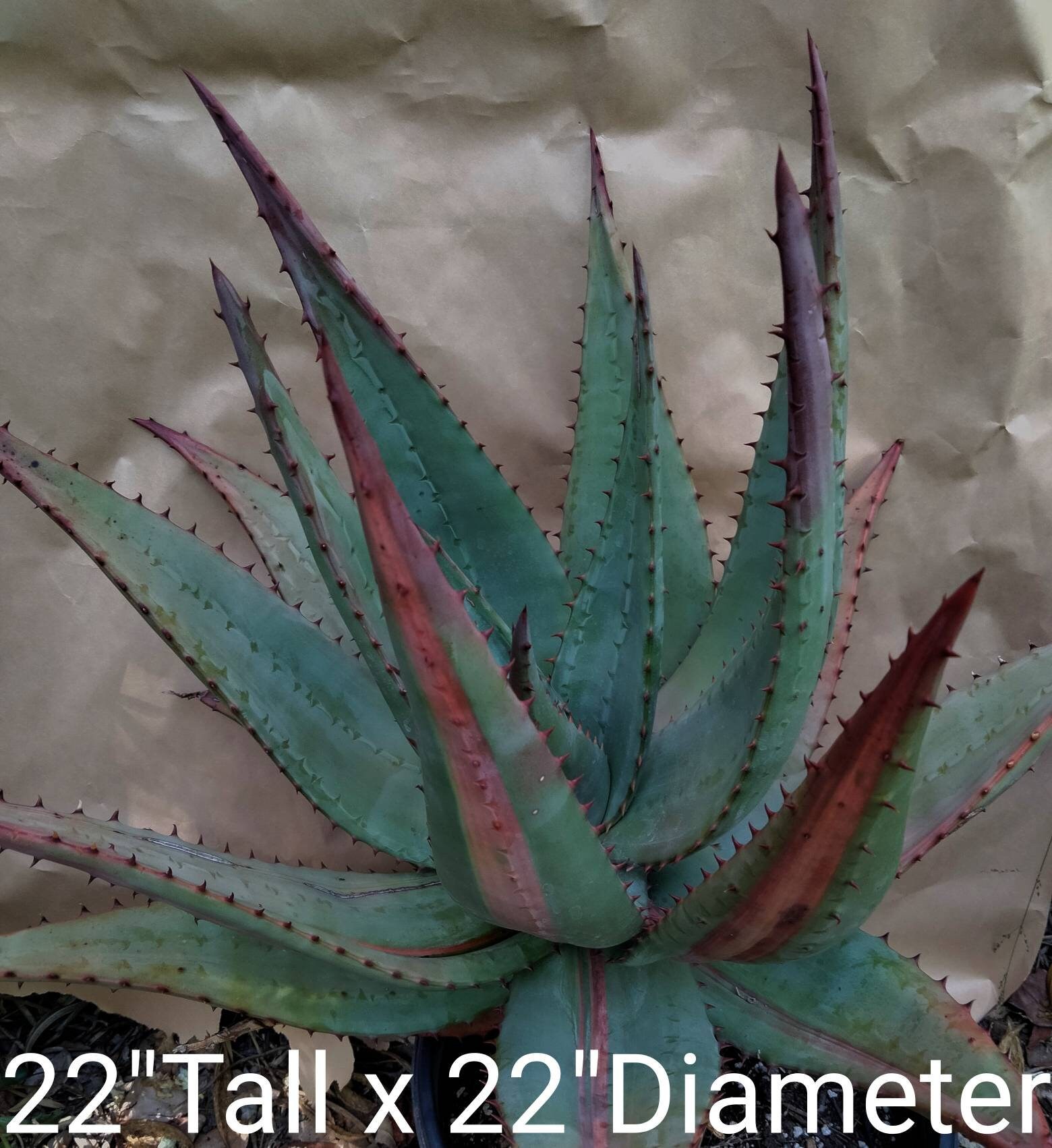 ＡＬＯＥです。 OTILE.com | Online Tile Shop 3 X 12, Green, Glazed Ceramic