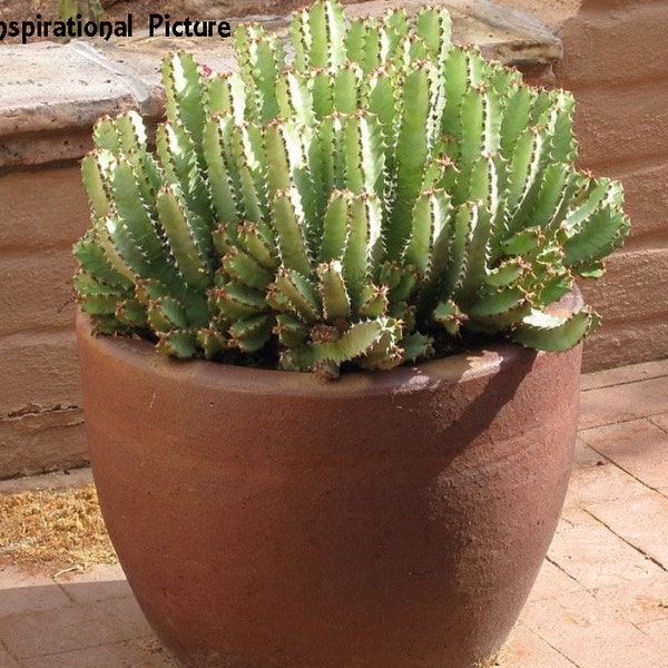 Moroccan Mound, Euphorbia Resinifera, hardier than most succulents and remarkably easy to grow.  Temperatures as low as 20F.