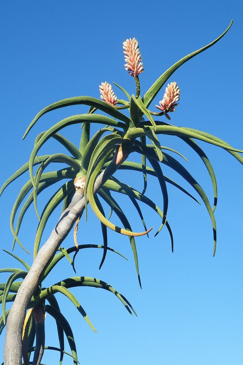 XL Tree Aloe, Aloe Barberae, Aloe Bainesii, Aloe Barberae. African Largest Aloe. rose-pink flowers in Winter. Hardy to 25F. image 3