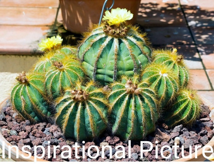 Balloon Cactus, Notocactus Magnificus, Parodia Magnifica, Cactus,  Succulent, Live Plant - Etsy