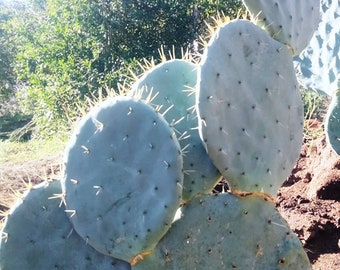 XL Opuntia Robusta, Silver Dollar, Dinner Plate, Nopal Tapon, or Camuesa. The Wheel Cactus Edible Round Fruit.