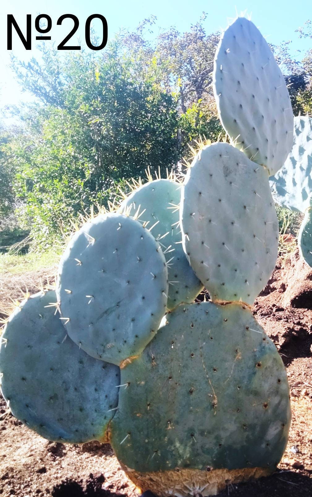 XL Opuntia Robusta, Silver Dollar, Dinner Plate, Nopal Tapon, or