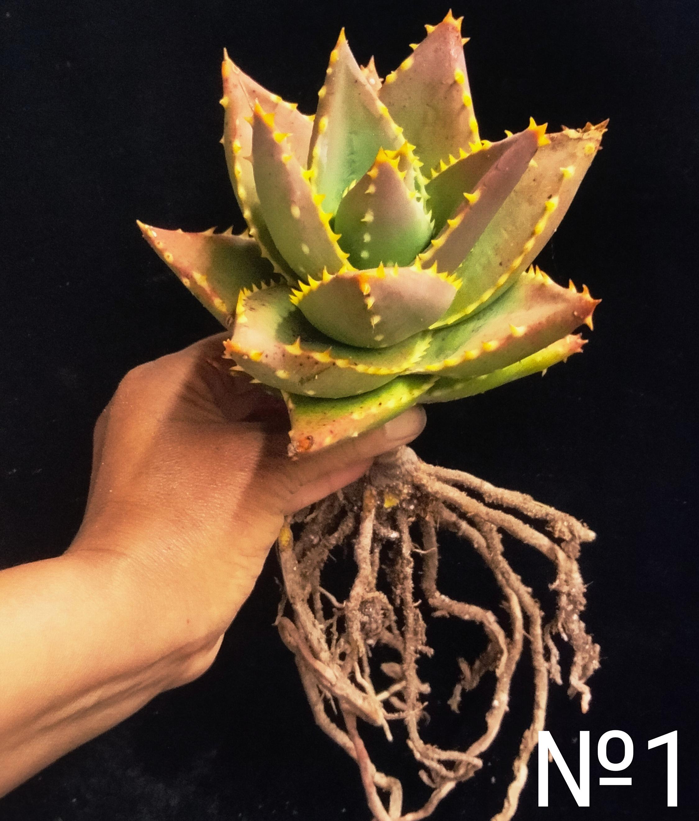 Unique Tree-like Jeweled Aloe, Golden Tooth, Perfoliata Distans