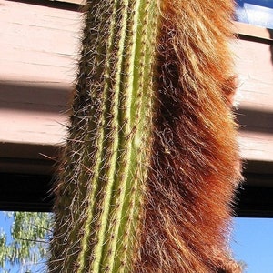 12&quot;-15&quot; Tall Cereus Espostoa Guentheri, Cola de zorro, Vatricania Guentheri, shrubby columnar cactus, golden-spined stems. USDA Zone 9b.