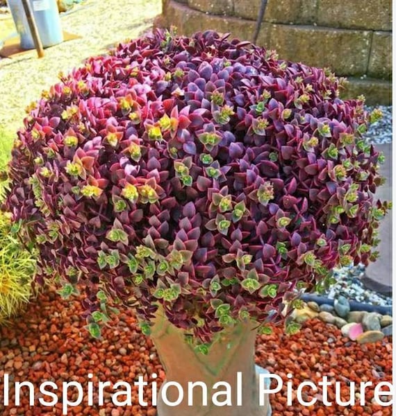 succulent plants for sale Real Live Succulent Cactus Plant : Echeveria 'Minibelle' variegata   Succulent Zone