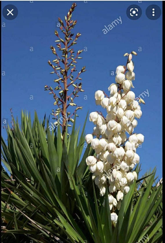 Plante de yucca mexicaine à pointe douce bordure - Etsy France