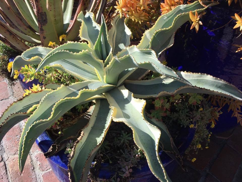 Agave Pablocarrilloi, Agave Gypsophila Ivory Curls, Variegated