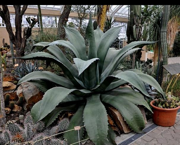 アガベ クレイジーホース アガベ クレイジーホース 引き取り専用