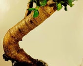 Jade, Crassula Ovata, Lucky Plant, Money Plant, Money Tree, House Plant, Outdoor Plant Full Sun Indoor, Evergreen Perennial, Pre Bonsai