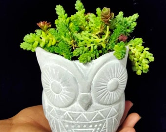 Sedum Varieties in a 4" Owl Pot, Ceramic Funny Face Planter, Miniature Terracotta Hanging Basket or used for Ground Cover. Easy to grow.