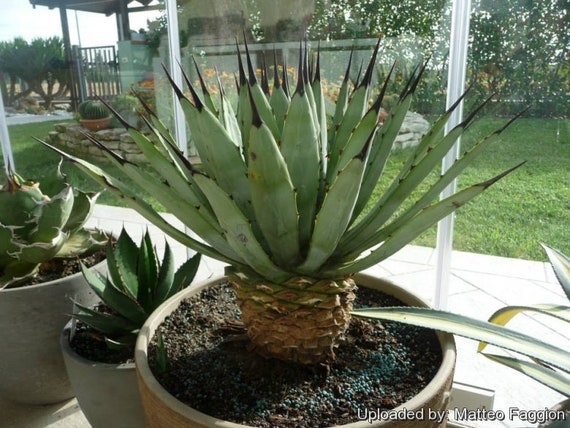 Agave Macrantha Jacobi, Agave Macroacantha, Blue Black-spined