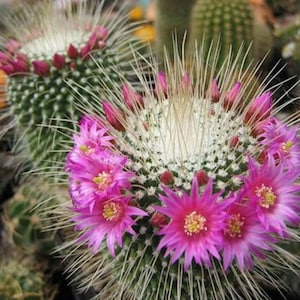Mammillaria Un Pico, Spinosissima Unpico, USDA Zone 10-11