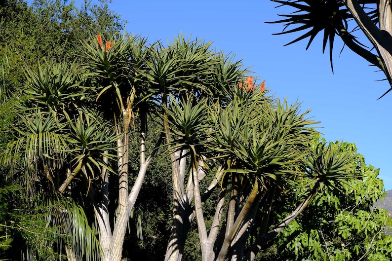 XL Tree Aloe, Aloe Barberae, Aloe Bainesii, Aloe Barberae. African Largest Aloe. rose-pink flowers in Winter. Hardy to 25F. image 4